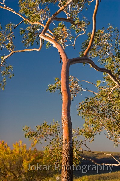 Victoria River_20070906_075.jpg